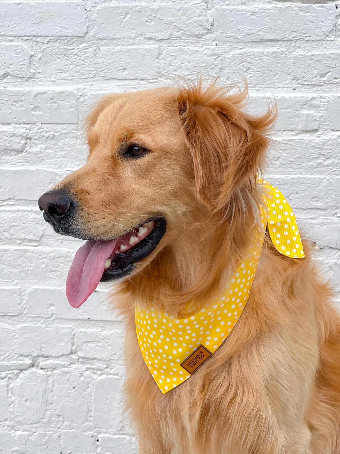 Yellow Polka Dot Dog Bandana