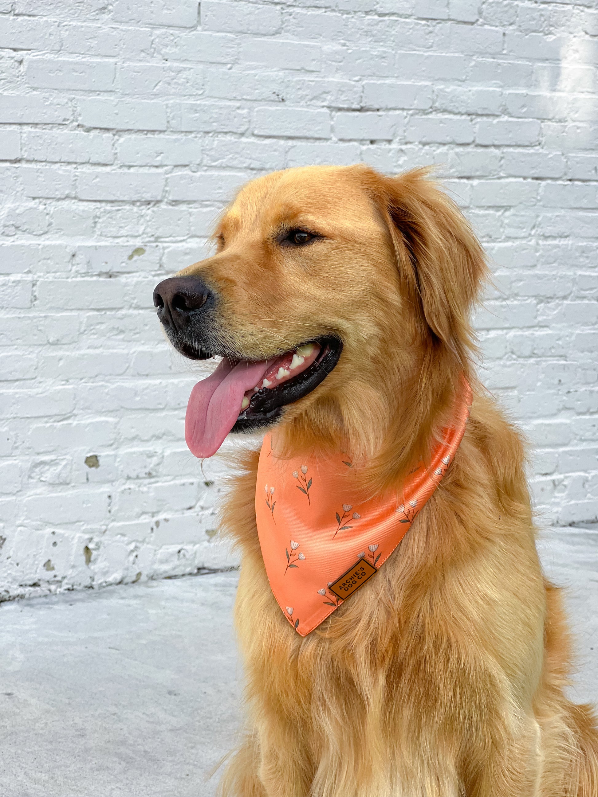 Orange Blossom Dog Bandana – DOG & TAYLOR