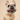Carrot Crunch Bandana